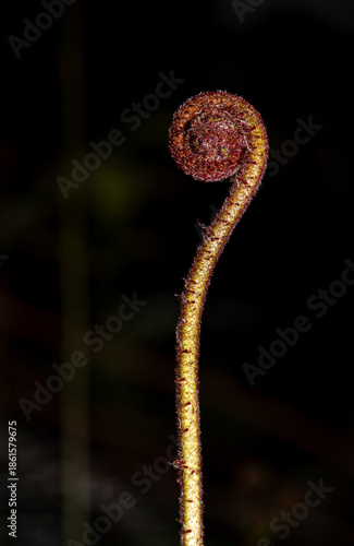close up of a flower fern 