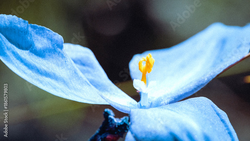 close up of a blue flower