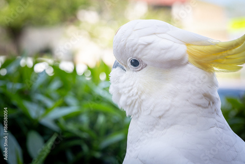 white cockatoo parrot