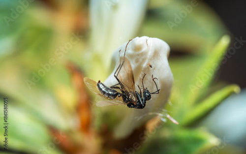 ant on the flower