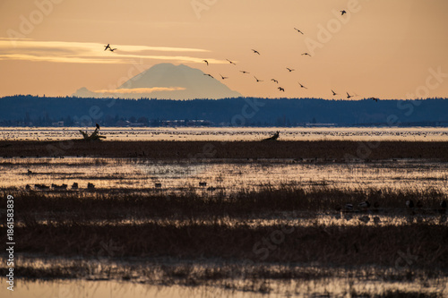 The Fir Island Farm Reserve is a Game Reserve with over 200 acres of restored intertidal estuary and managed agricultural land in southwest Skagit County.
