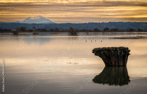 The Fir Island Farm Reserve is a Game Reserve with over 200 acres of restored intertidal estuary and managed agricultural land in southwest Skagit County.