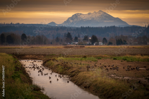 Ducks in an irrigation ditch at sunrise in the Skagit Wildlife Area - Fir Island Farm Unit. A Game Reserve with over 200 acres of restored intertidal estuary and managed agricultural land.