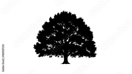 Silhouette of a majestic oak tree against a white background.