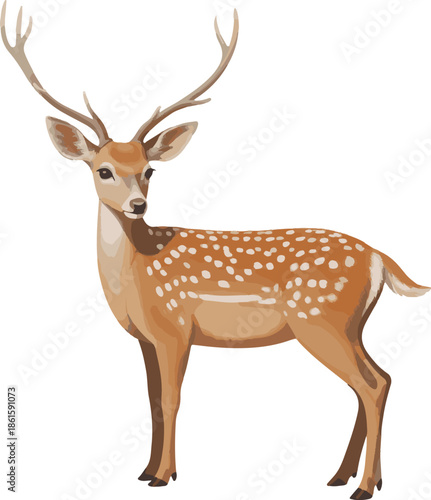 deer isolated on white