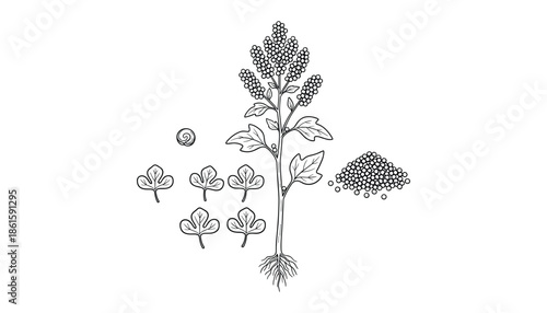 Botanical illustration of quinoa plant with leaves grains and inflorescence hand drawn sketch