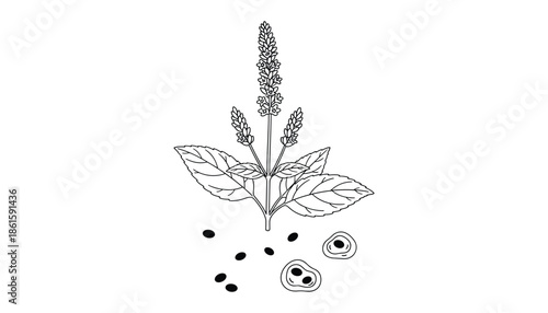 Detailed line art illustration of perilla frutescens plant with leaves and seeds isolated