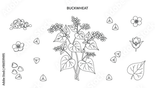 Hand drawn buckwheat vector illustration on a transparent backdrop for graphic design