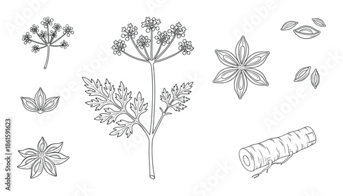 Hand drawn star anise, plant stem, and root vector illustration detailed sketch style isolated