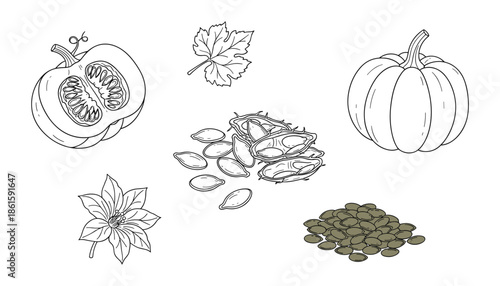 Hand drawn pumpkin leaf flower seed botanical illustration and seed oil sketch vector design