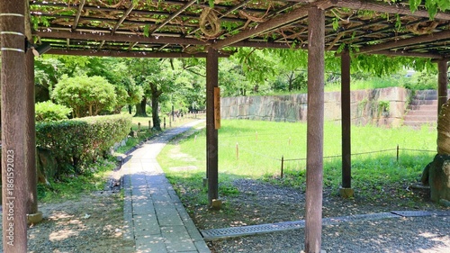 新緑が美しい初夏の公園の遊歩道と青空
