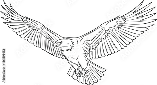 Majestic flying eagle vector illustration, soaring bald eagle line art, hand drawn predatory bird sketch, spreading wings hunting, isolated wildlife design element,