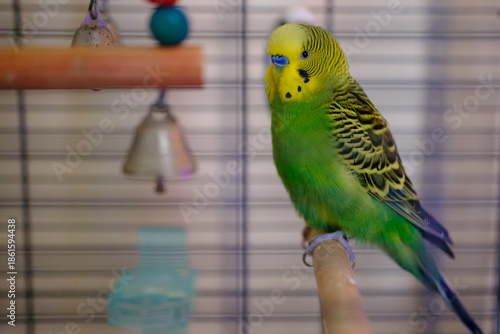 Close-up portrait of a green and yellow budgerigar (parakeet) perched on a wooden stick inside a cage. Popular pet bird concept representing companionship, exotic pets, and animal care