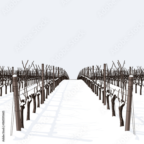 Winter vineyard field in snow for Trifon Zarezan celebration and grape pruning visuals