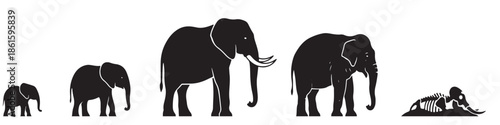 A progression of elephants from smallest to largest, with a fallen elephant at the end.