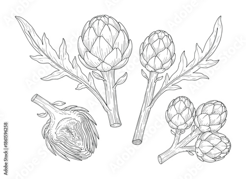 Artichoke botanical drawing vintage engraved vector illustration set in sketch style