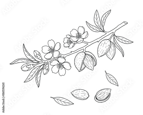 Almond branch with flowers leaves and nuts botany tree blossom vector art
