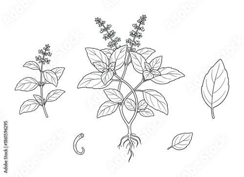 Basil aromatic culinary herb plant drawing vector isolated elements with leaf and root