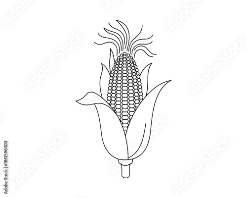 Corn illustration vector with ear on cob and husk food ingredient for harvest