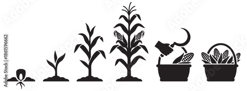 Stages of corn growth from seed to harvest, illustrating the agricultural cycle and food production.