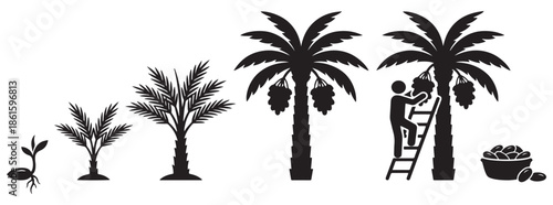 Illustration showing the life cycle of a date palm tree from seed to harvest.