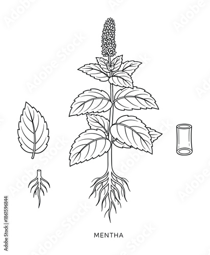 Mentha botanical illustration showing mint plant with roots leaves flower and stem section diagram