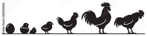 Illustration of the life cycle of a chicken, from egg to adult rooster, shown as silhouettes.