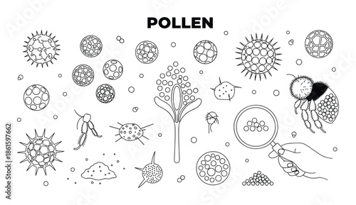 Set of pollen grains in vector art illustration for biology and science