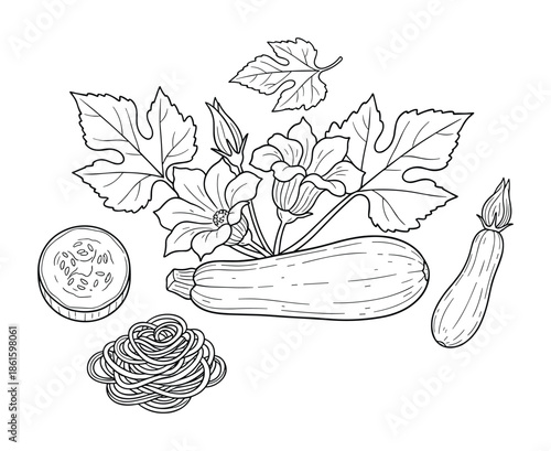 Zucchini vegetables with leaf and flower monochrome contour line vector illustration