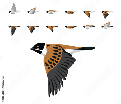 Common Reed Bunting Flying Animation Sequence Cartoon Vector