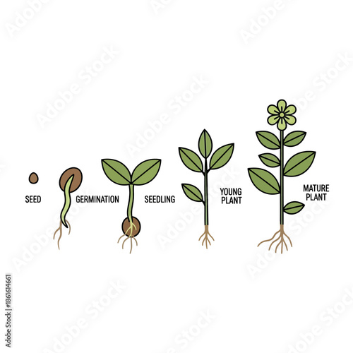 Illustrating the life cycle of a flowering plant from seed to maturity