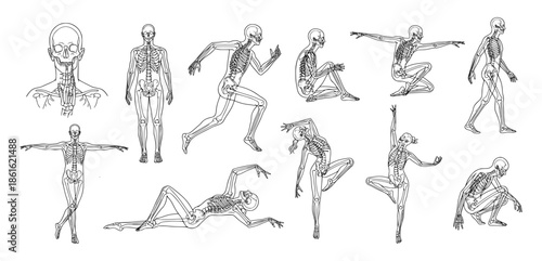 Human skeletal anatomy and body proportions in diverse action poses. Professional medical illustration of the musculoskeletal system, featuring walking, running, sitting, and dancing figures.