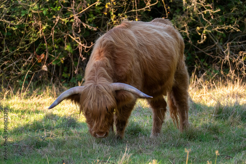Hochland Rind - Highland Cattle mit großen Hörnern auf einer Weide