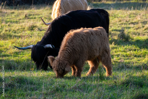 Hochland Rind - Highland Cattle mit großen Hörnern auf einer Weide