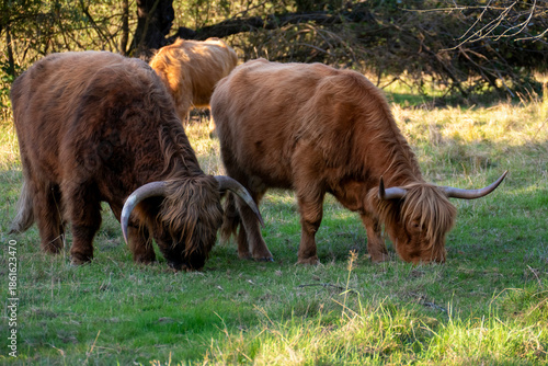 Hochland Rind - Highland Cattle mit großen Hörnern auf einer Weide