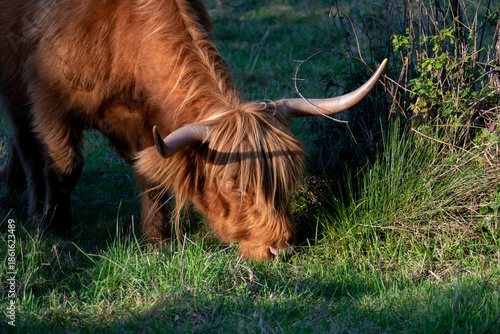 Hochland Rind - Highland Cattle mit großen Hörnern auf einer Weide