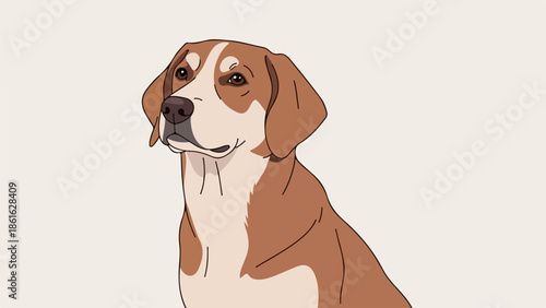 Beagle with brown and white coat standing on a light background