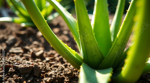 close up of green aloe vera plant in soil