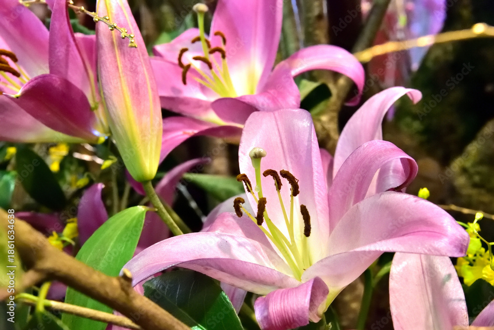 Obraz premium ユリの花