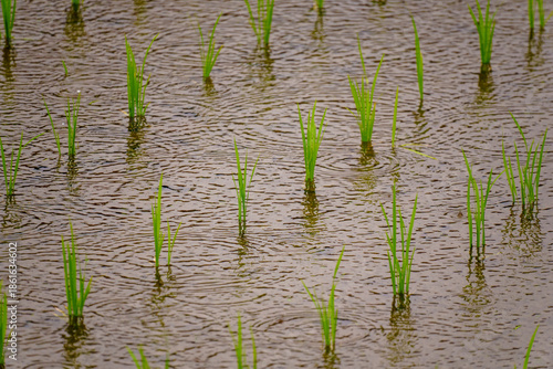 Wallpaper Mural 250611雨の日の田んぼ Torontodigital.ca
