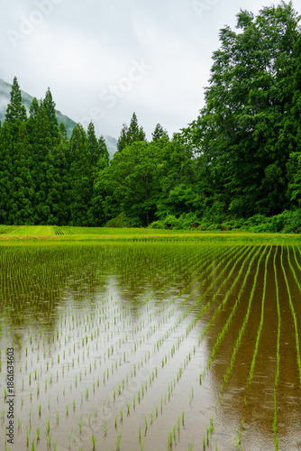 Wallpaper Mural 250611雨の日の田んぼ Torontodigital.ca