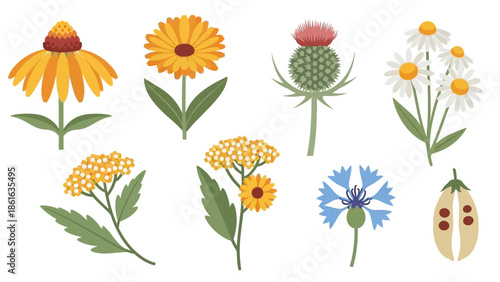 Colorful flat style wildflowers and herbs on white background