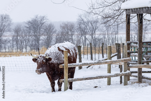Wallpaper Mural cows in snow Torontodigital.ca
