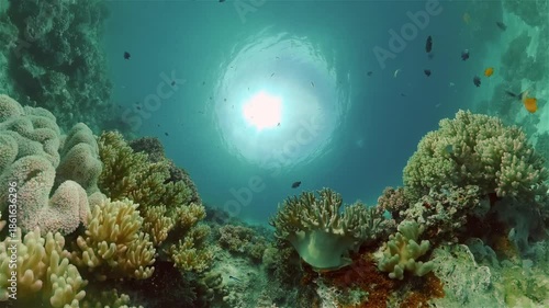 Wallpaper Mural Underwater fish garden reef. Reef coral scene. Seascape under water. Philippines. Torontodigital.ca