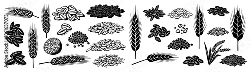 Collection of agricultural grain seeds and wheat ears sketches