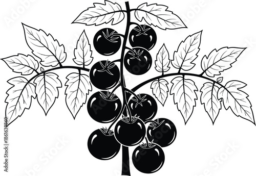 Tomato plant silhouette vector illustration, botanical garden icon, agricultural crop design, black graphic set, vegetable growth concept, organic farming style