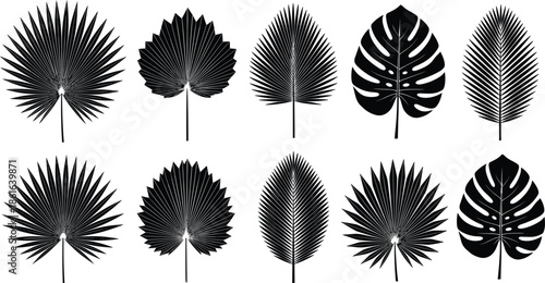 tropical palm and monstera leaves vector illustration set, botanical silhouette collection, exotic foliage icons, black and white nature design for branding decor prints