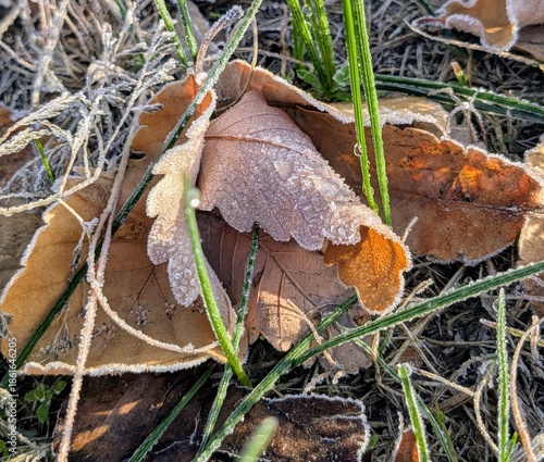 mushroom in the forest