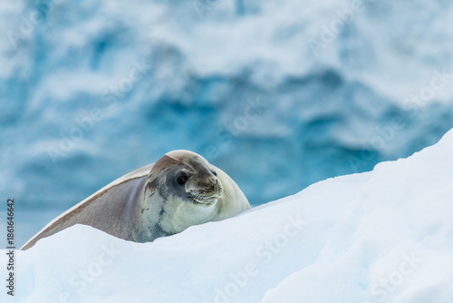 Close-up of a Weddell seal -Leptonychotes weddellii- resting on a small iceberg near Danco Island on the Antarctic peninsula