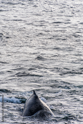 Close-up of the back and dorsal fin of a diving humpback whale -Megaptera novaeangliae. Image taken in the Graham passage, near Charlotte Bay, Antarctic Peninsula